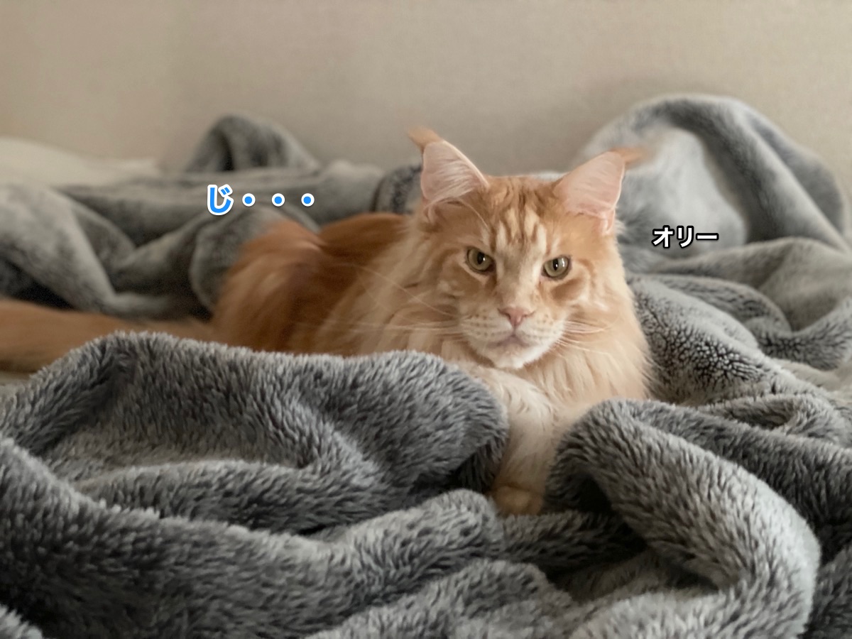 f:id:chikojirou:20210328215237j:plain