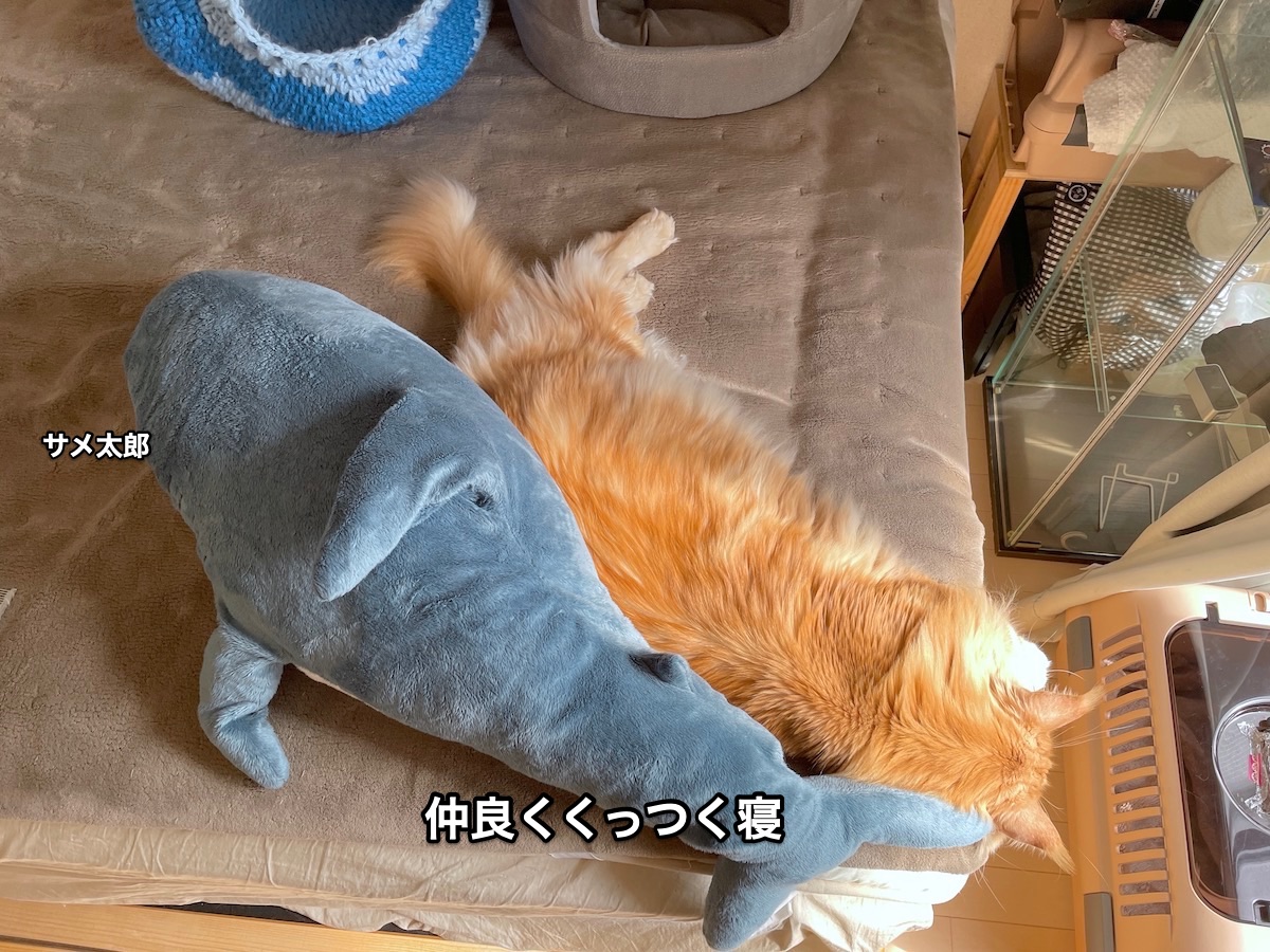 f:id:chikojirou:20210328215244j:plain