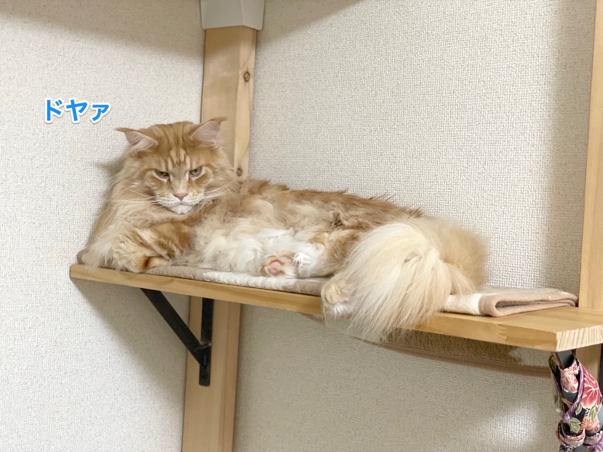 f:id:chikojirou:20210328215247j:plain