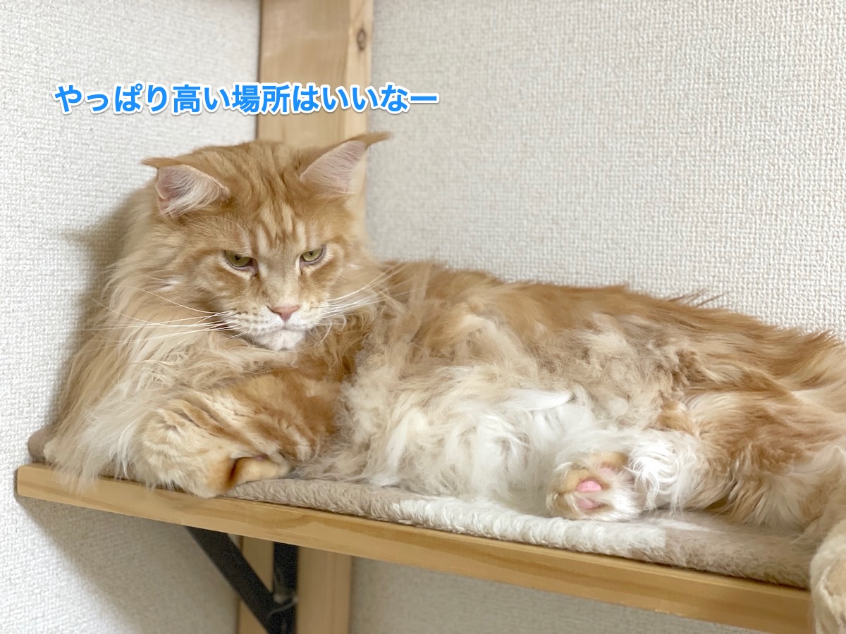 f:id:chikojirou:20210328215251j:plain