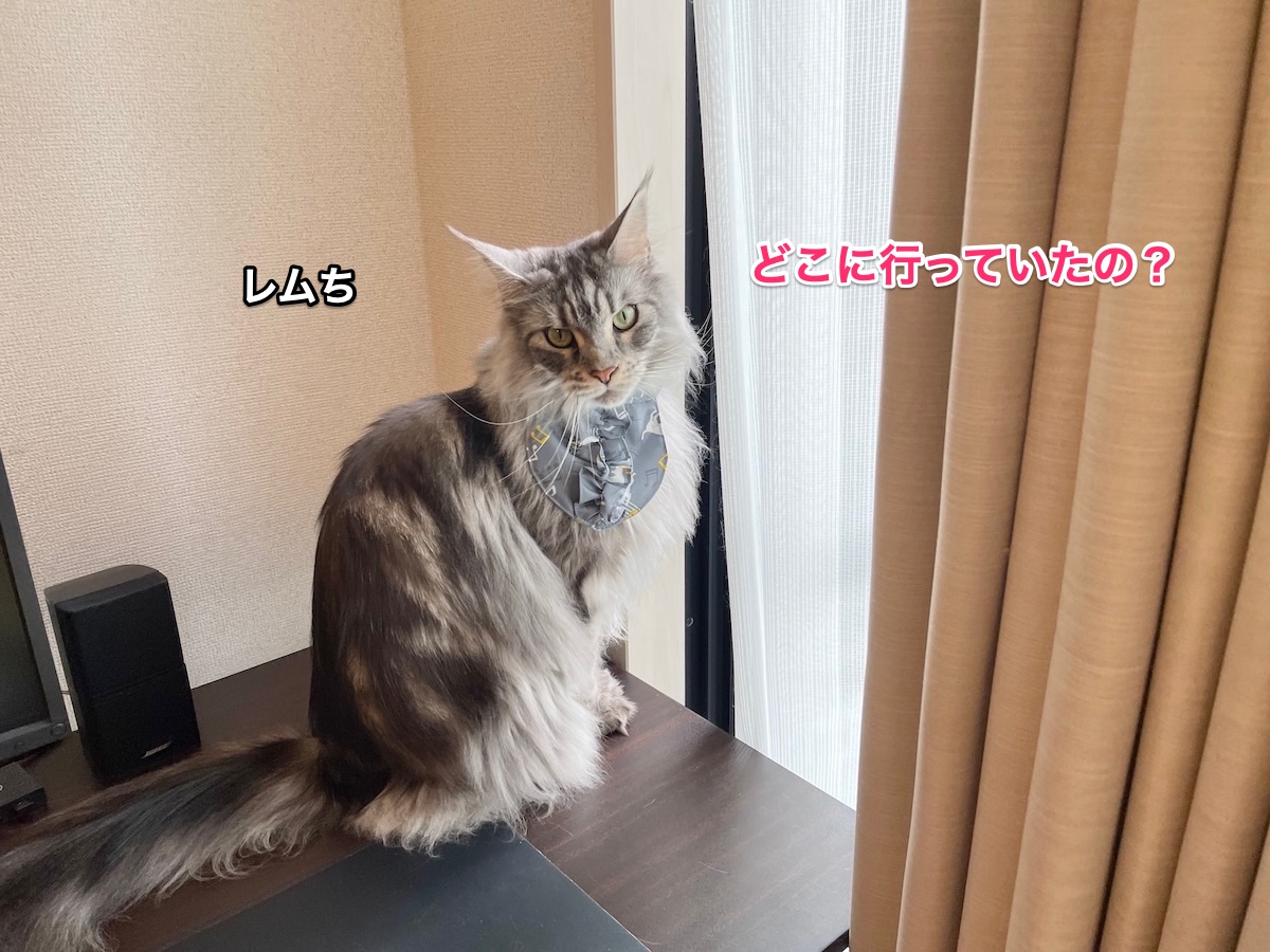 f:id:chikojirou:20210331212333j:plain