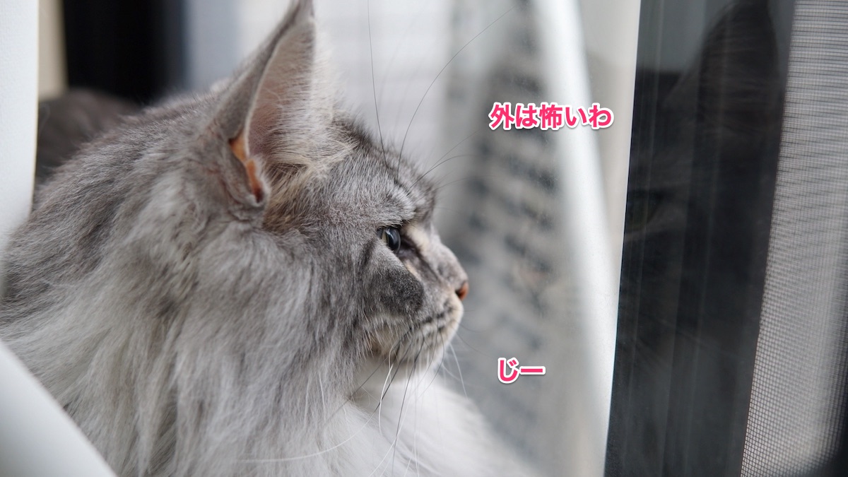f:id:chikojirou:20210331212359j:plain