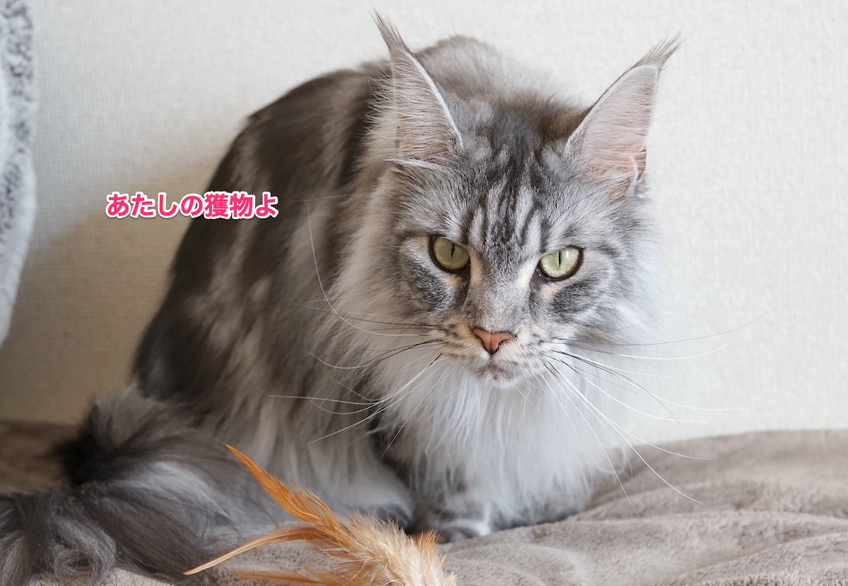 f:id:chikojirou:20210331212404j:plain