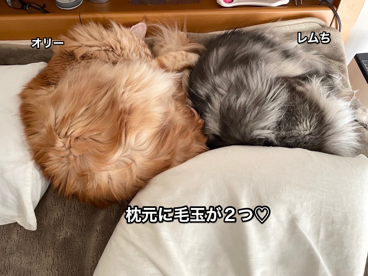f:id:chikojirou:20210412202743j:plain