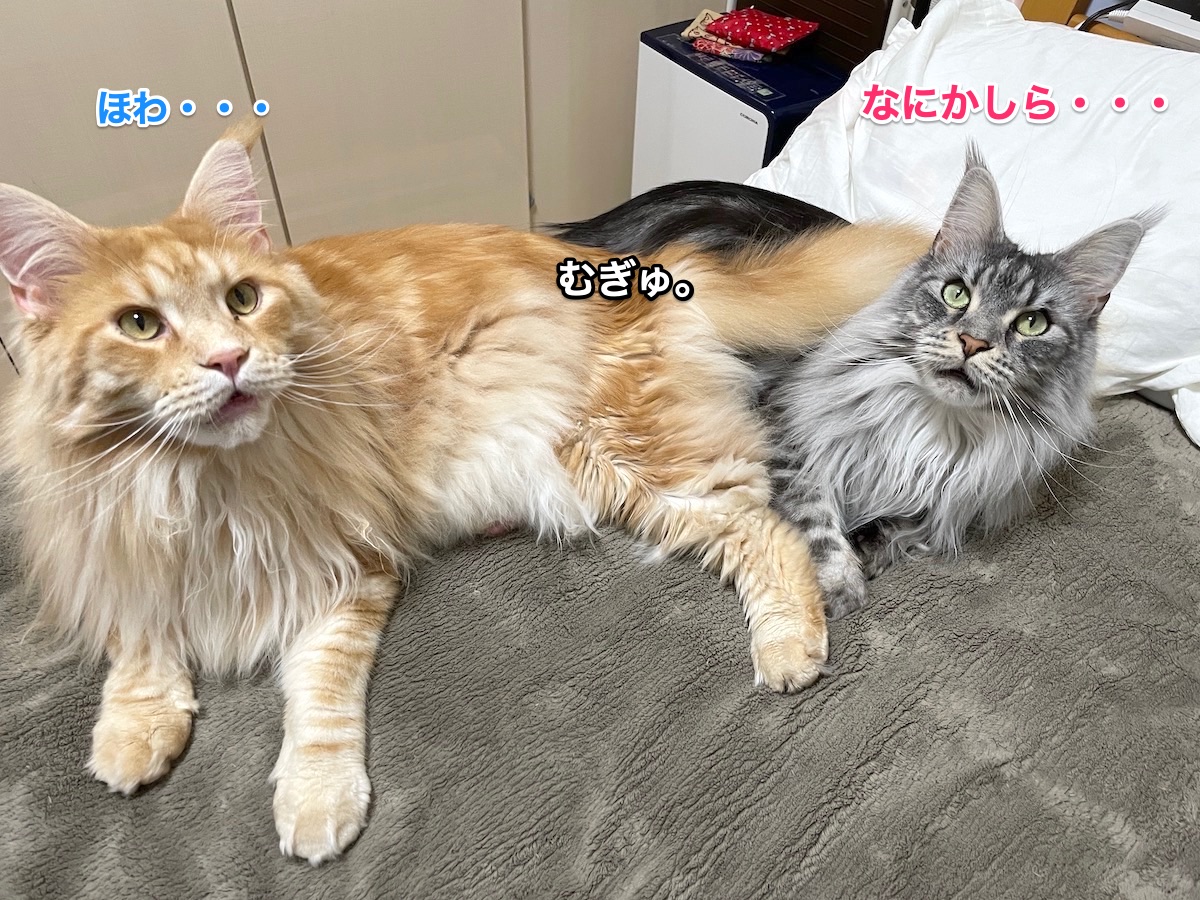 f:id:chikojirou:20210412202811j:plain