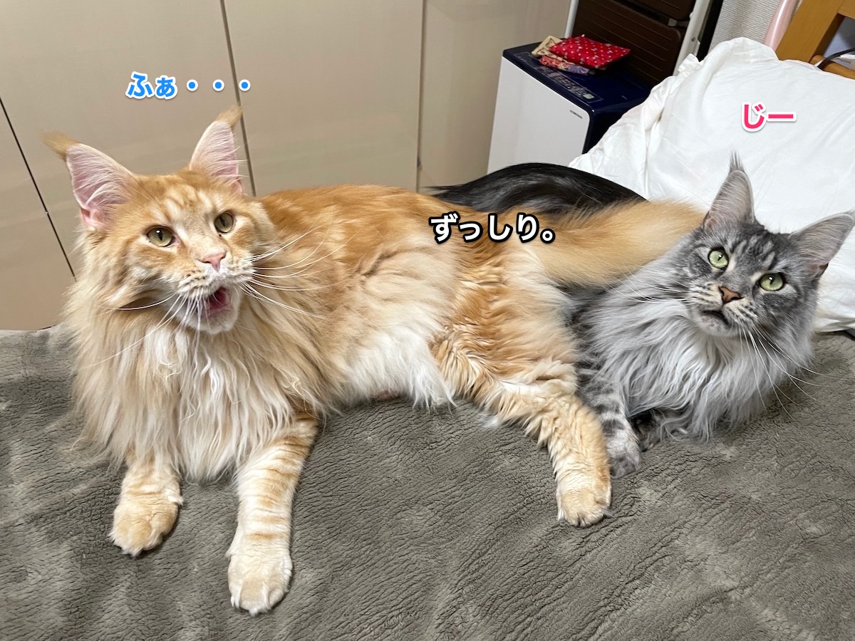 f:id:chikojirou:20210412202816j:plain
