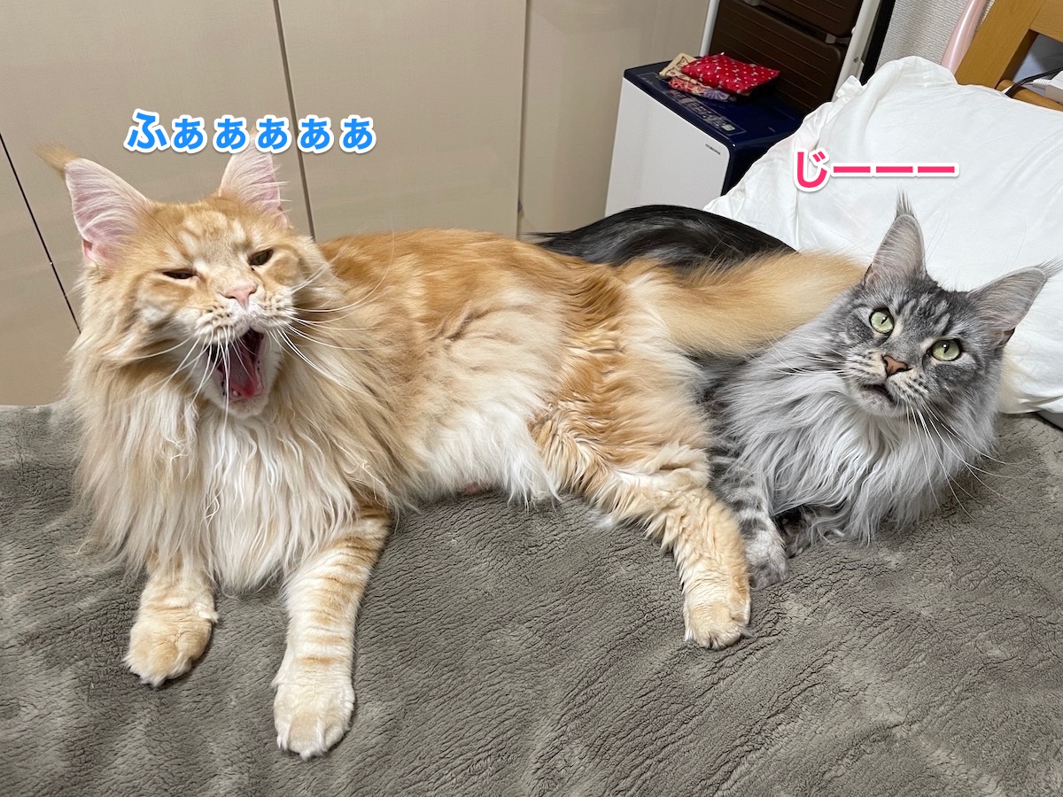f:id:chikojirou:20210412202821j:plain