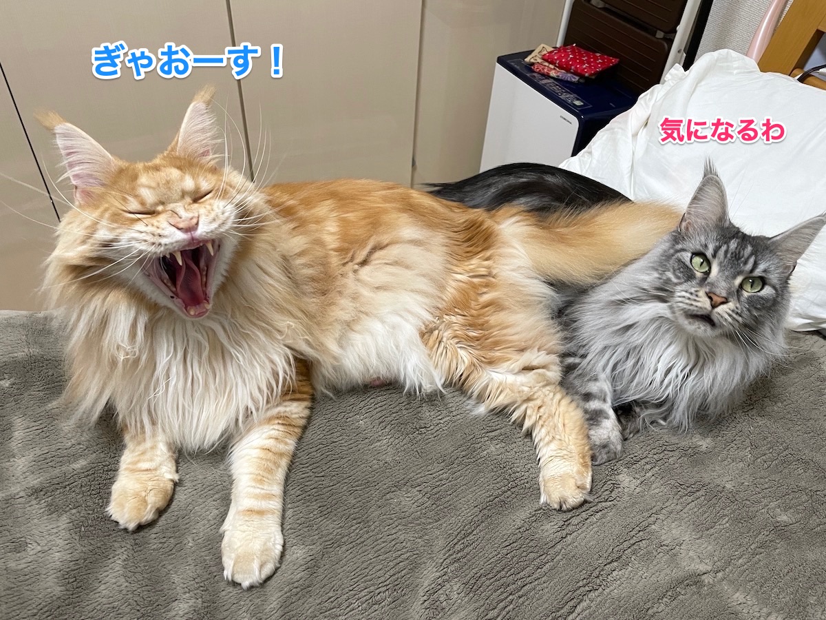 f:id:chikojirou:20210412202826j:plain