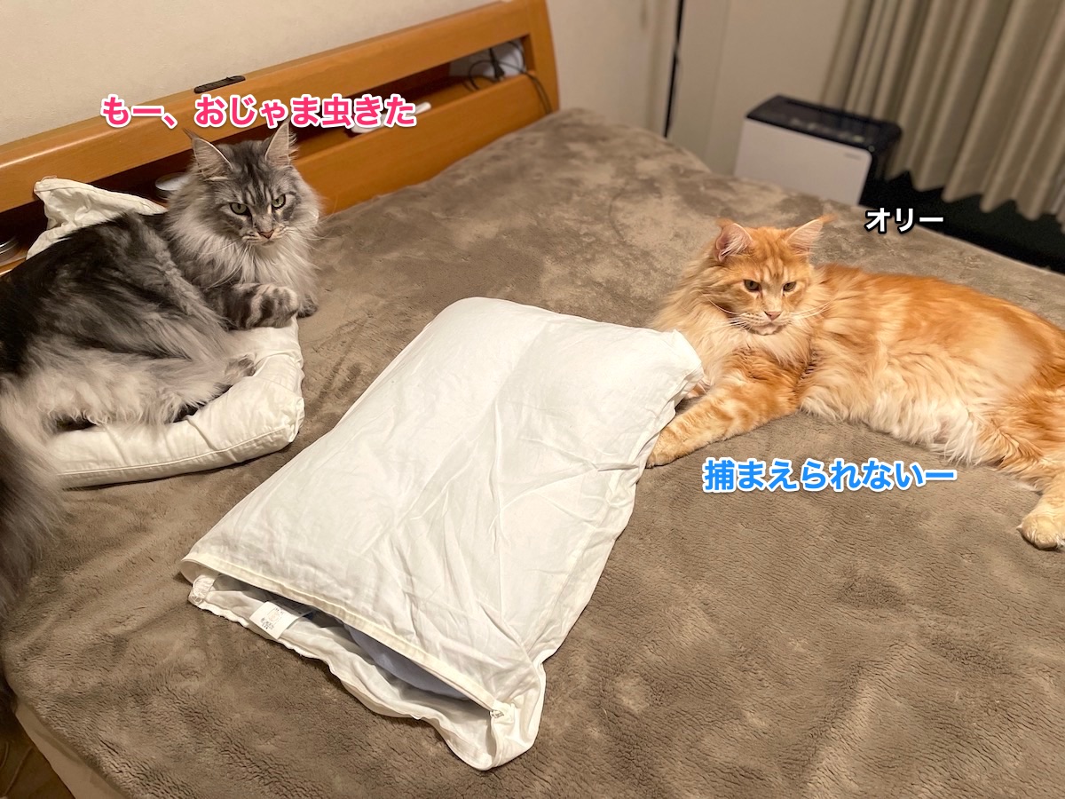 f:id:chikojirou:20210413214323j:plain