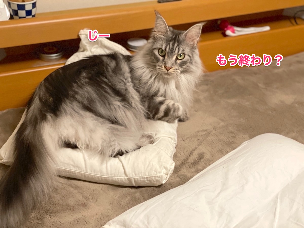 f:id:chikojirou:20210413214327j:plain