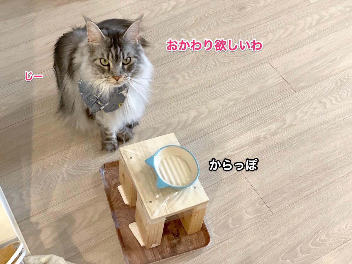 f:id:chikojirou:20210413214330j:plain