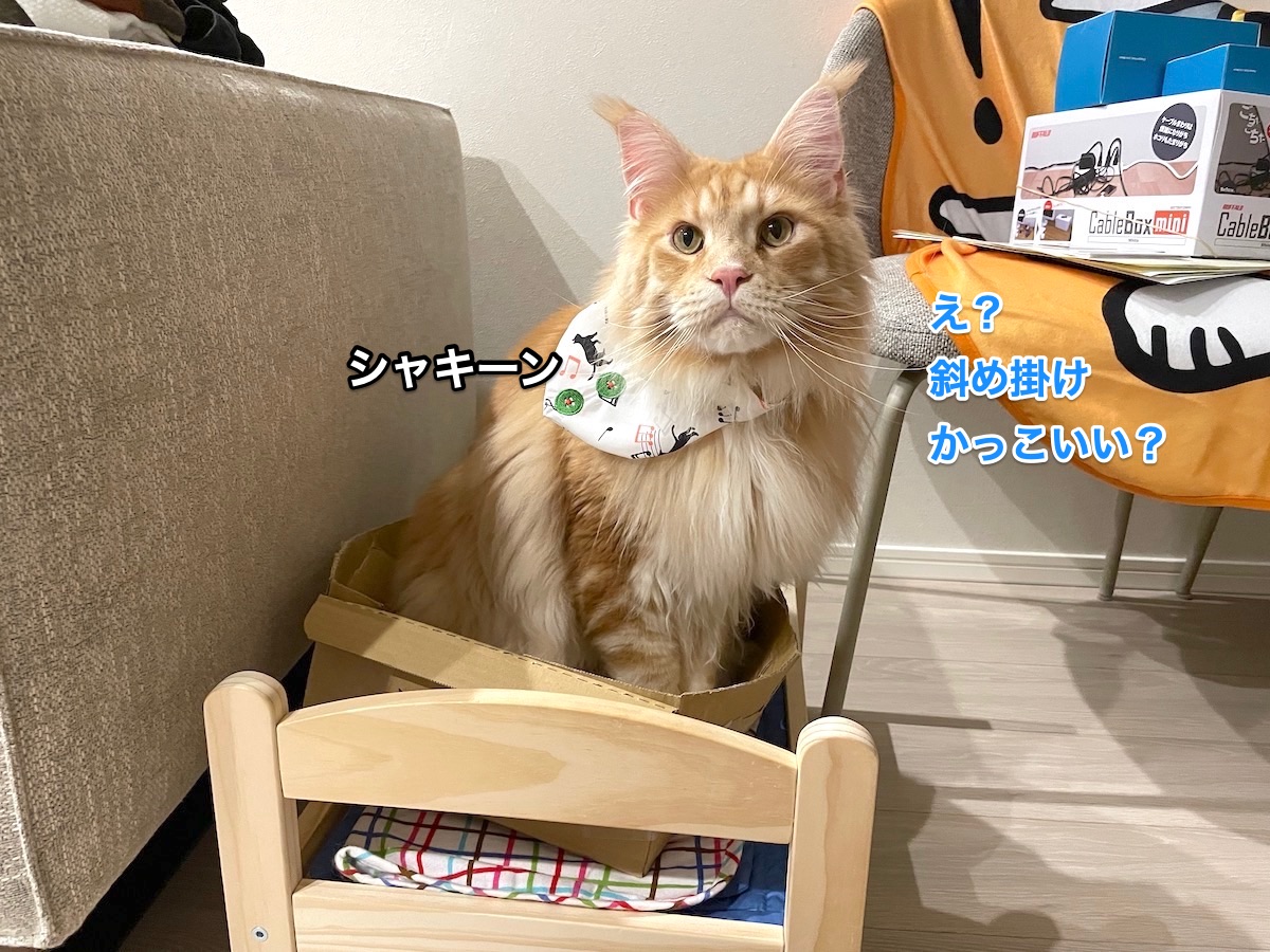 f:id:chikojirou:20210413214340j:plain