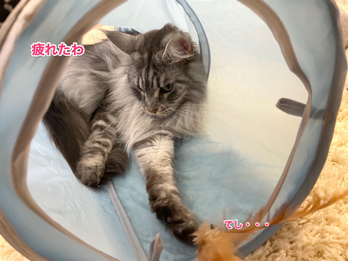 f:id:chikojirou:20210419214445j:plain