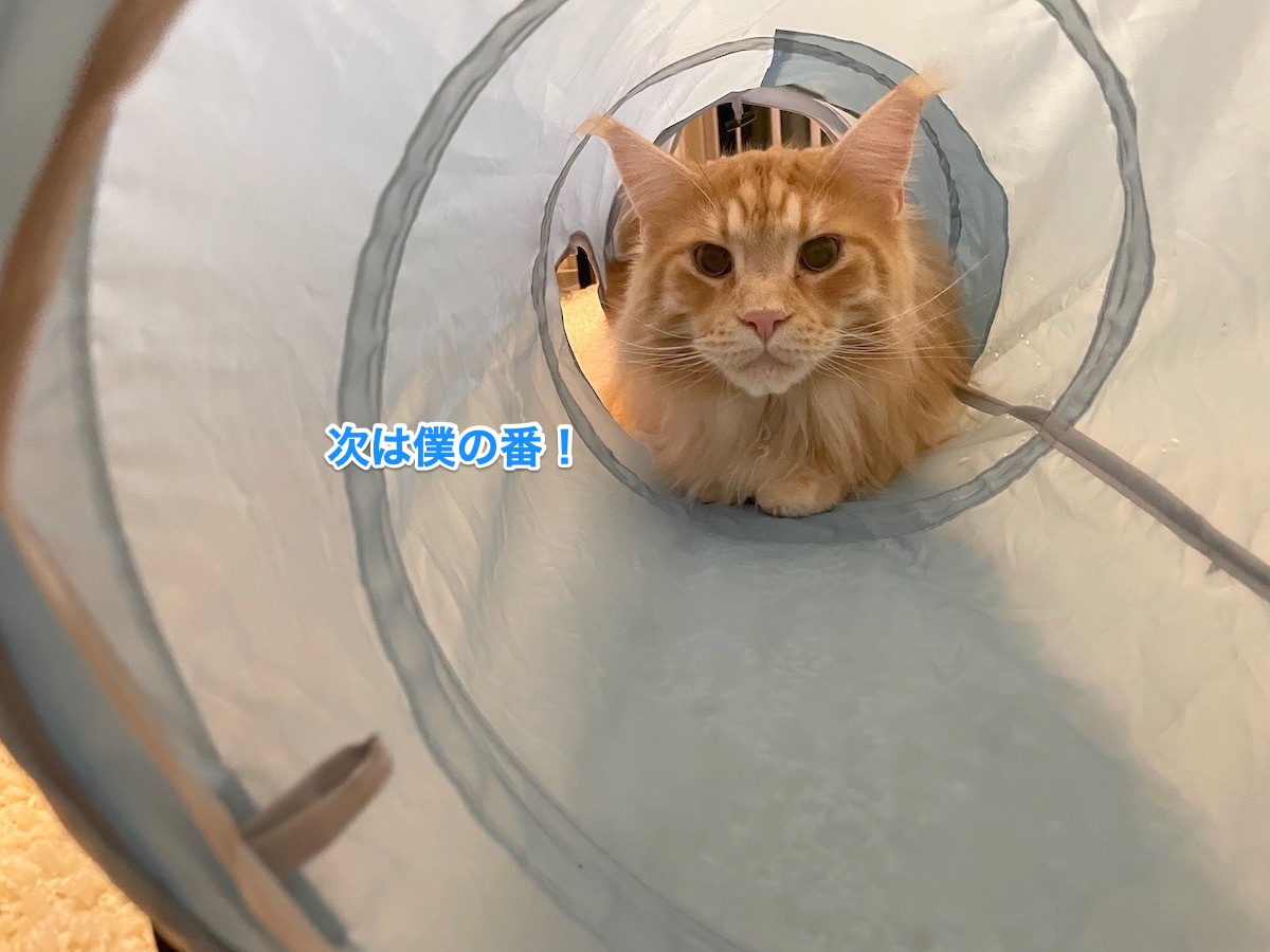 f:id:chikojirou:20210419214450j:plain