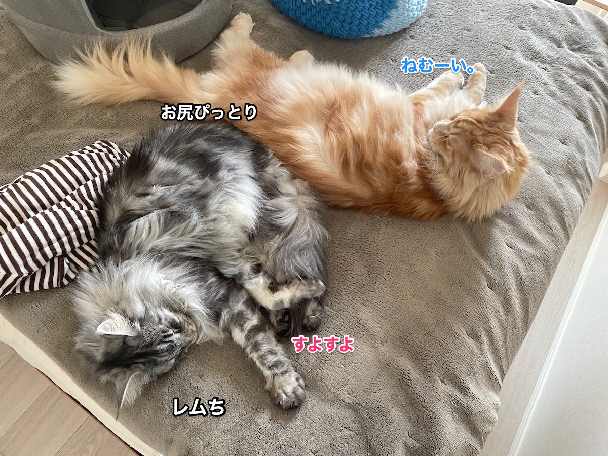 f:id:chikojirou:20210420204240j:plain