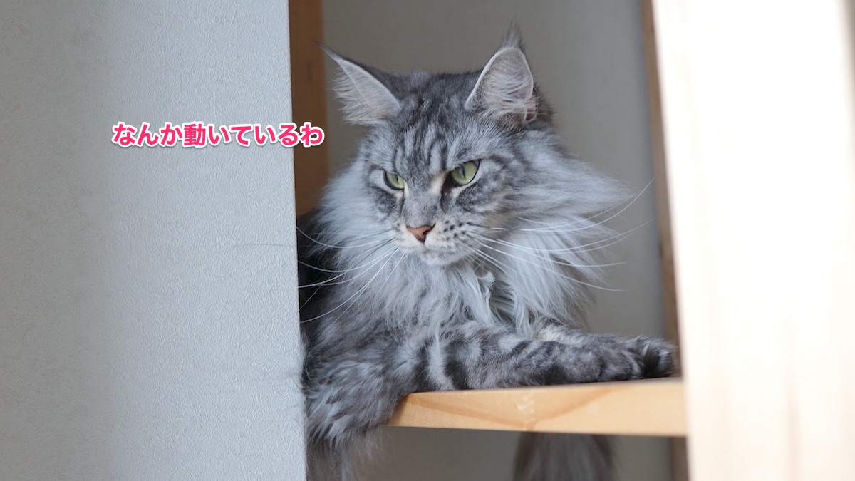f:id:chikojirou:20210420204256j:plain