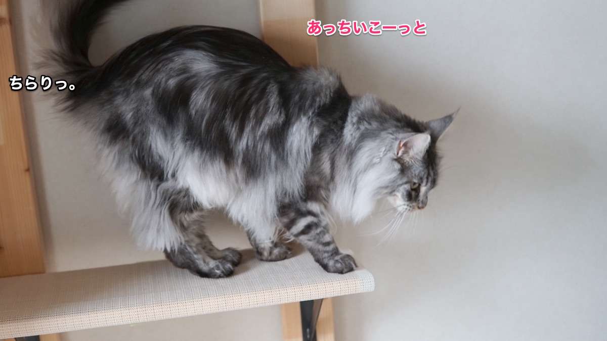f:id:chikojirou:20210420204303j:plain