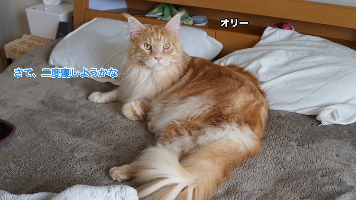 f:id:chikojirou:20210422220118j:plain