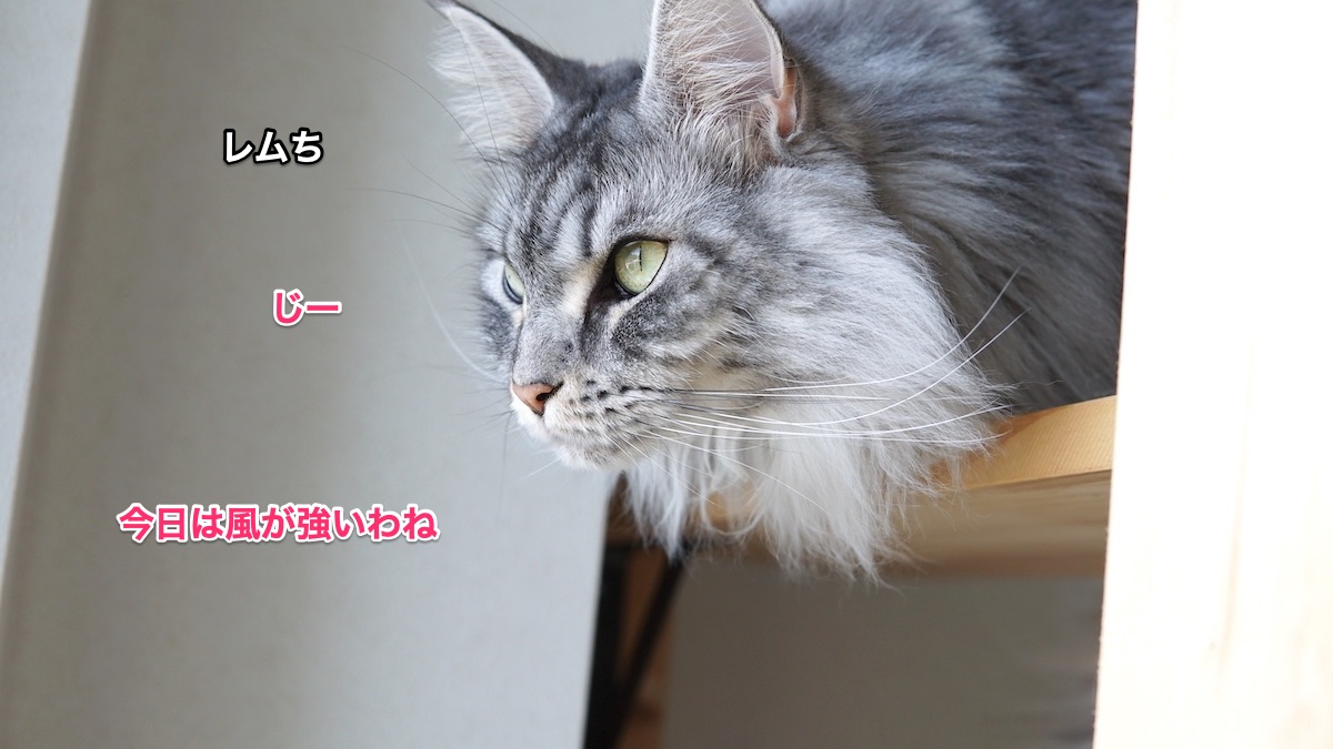 f:id:chikojirou:20210422220124j:plain