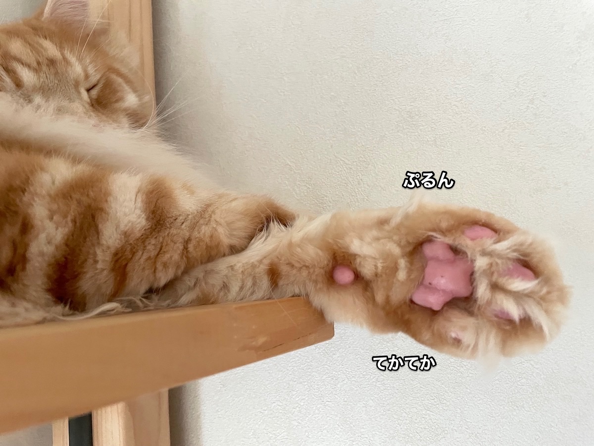 f:id:chikojirou:20210422220147j:plain