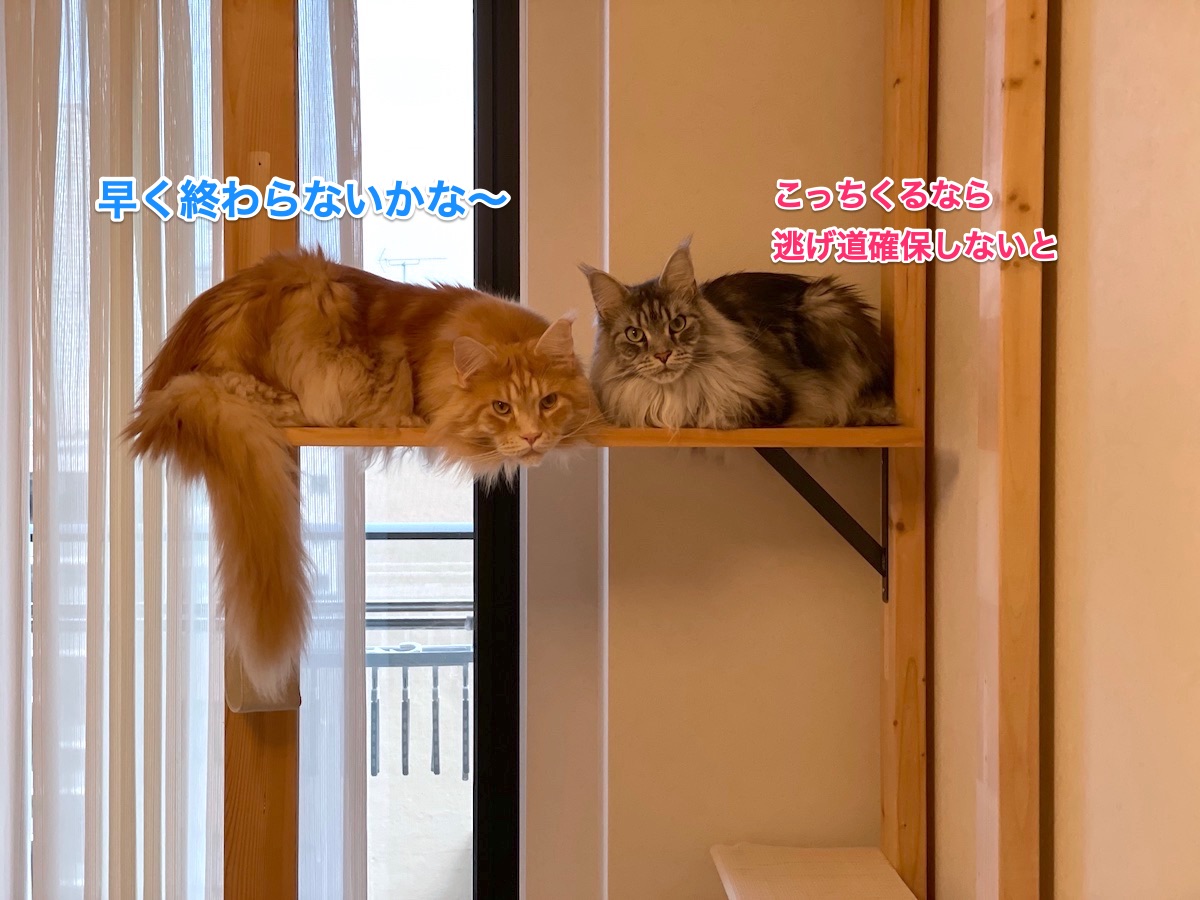 f:id:chikojirou:20210427222840j:plain