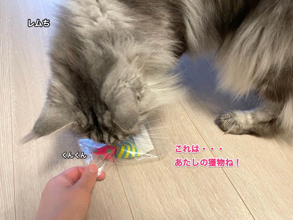 f:id:chikojirou:20210428221158j:plain