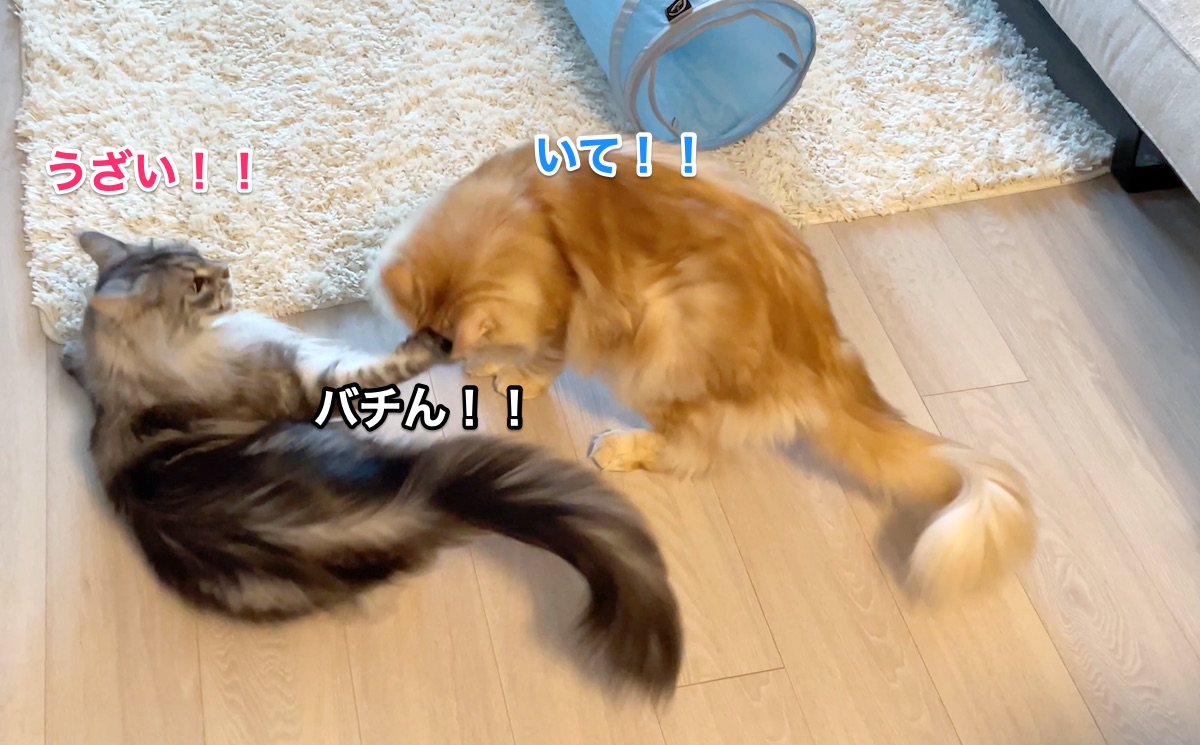 f:id:chikojirou:20210428221214j:plain