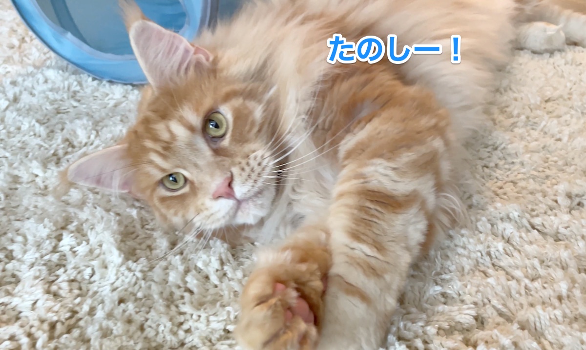 f:id:chikojirou:20210428221225j:plain