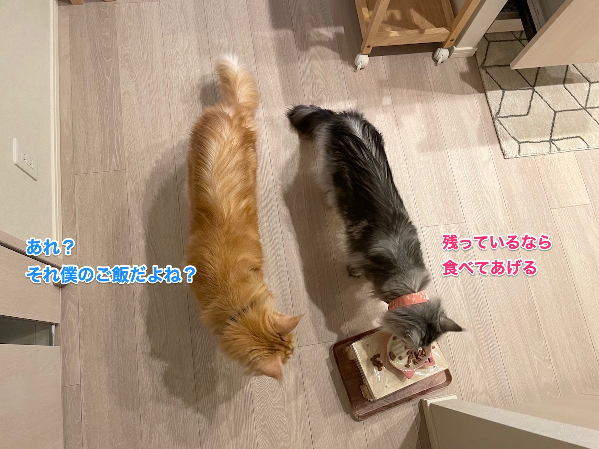 f:id:chikojirou:20210429222807j:plain