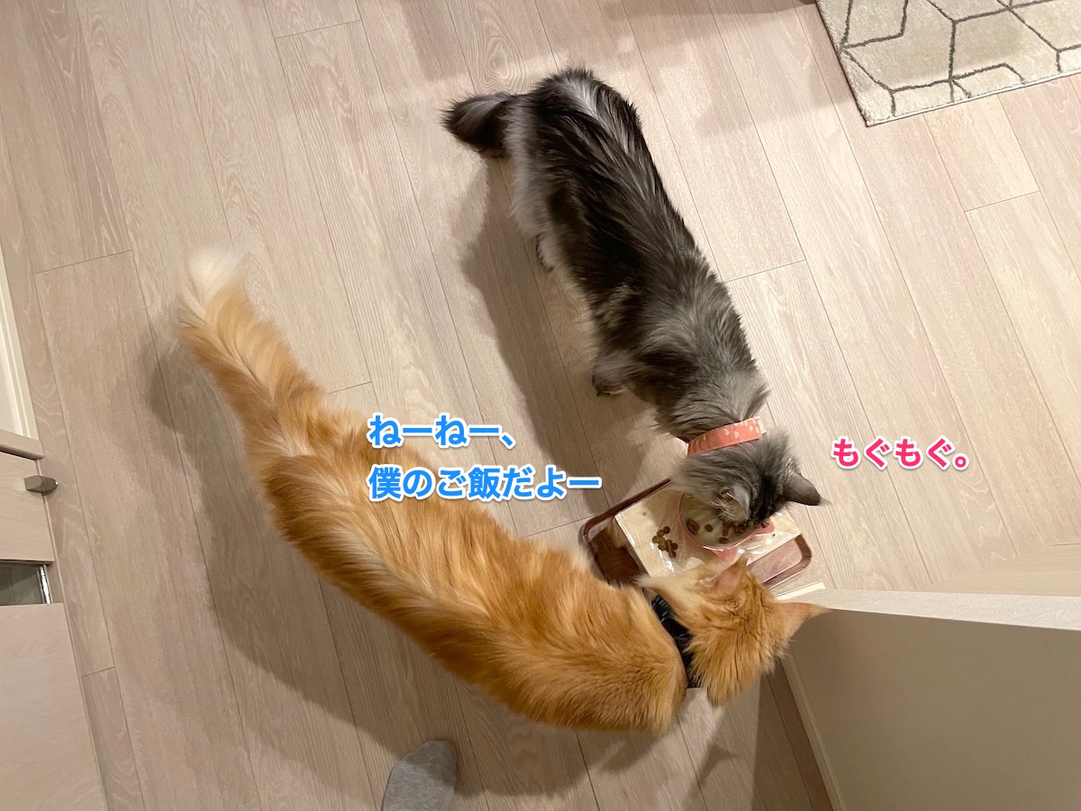 f:id:chikojirou:20210429222811j:plain