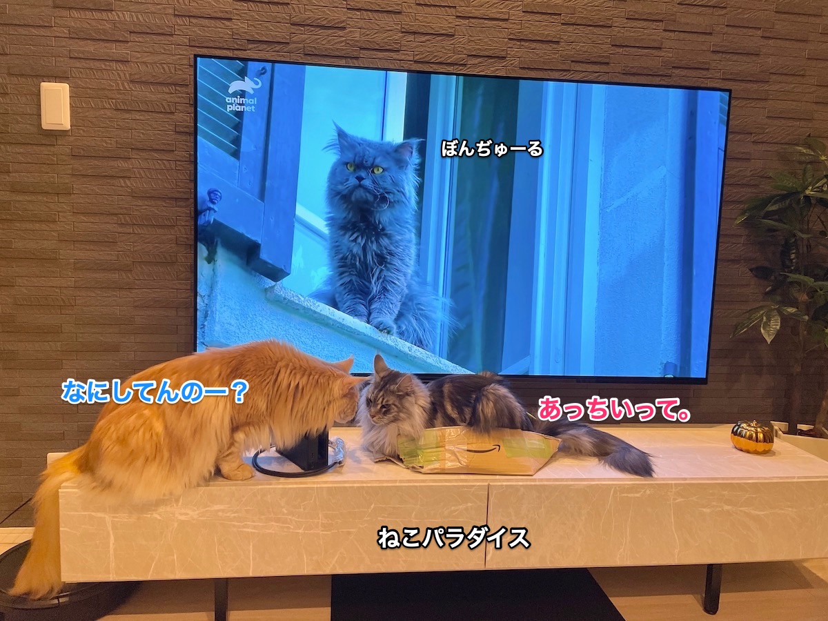 f:id:chikojirou:20210429222816j:plain