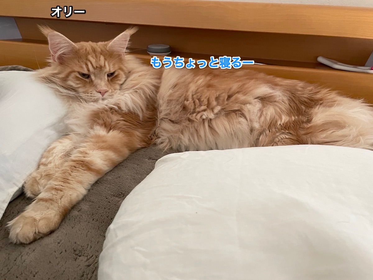 f:id:chikojirou:20210503224438j:plain