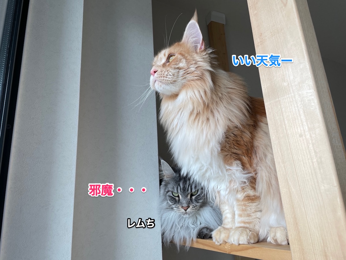 f:id:chikojirou:20210503224442j:plain