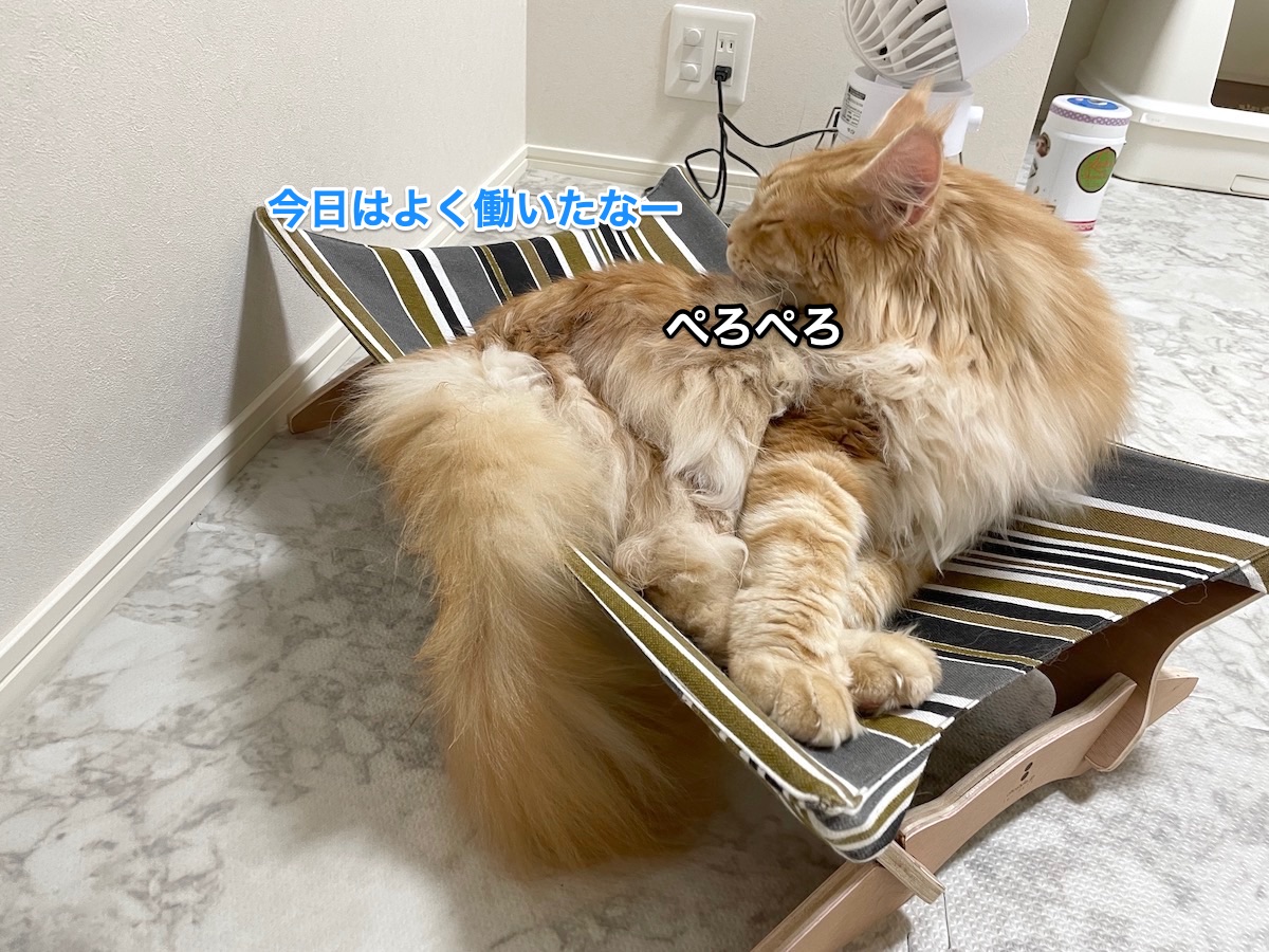 f:id:chikojirou:20210503224447j:plain