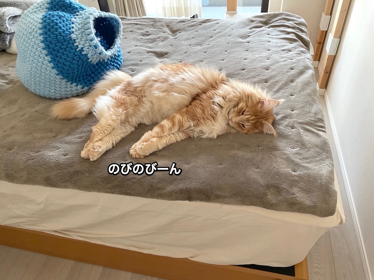 f:id:chikojirou:20210511215019j:plain