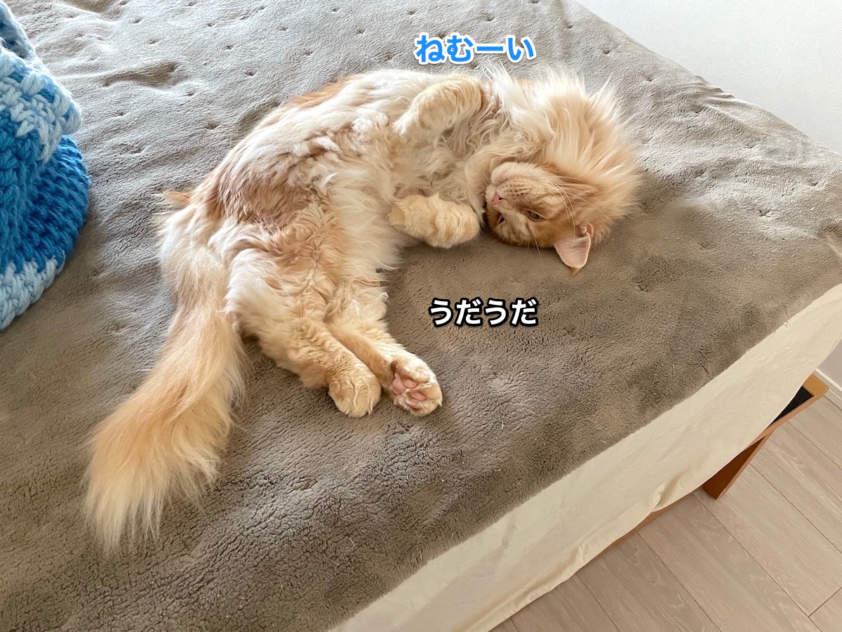 f:id:chikojirou:20210511215022j:plain