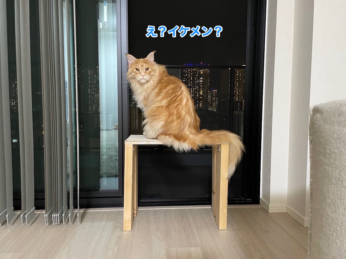 f:id:chikojirou:20210511215040j:plain