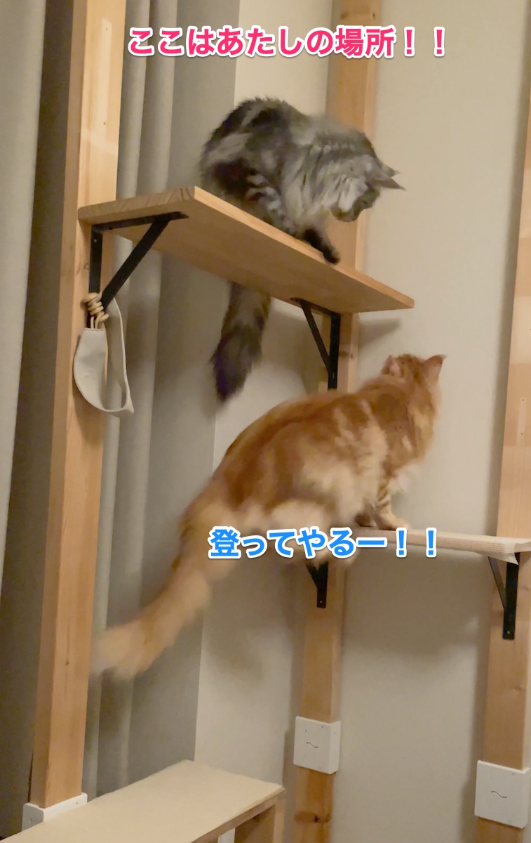 f:id:chikojirou:20210512224011j:plain