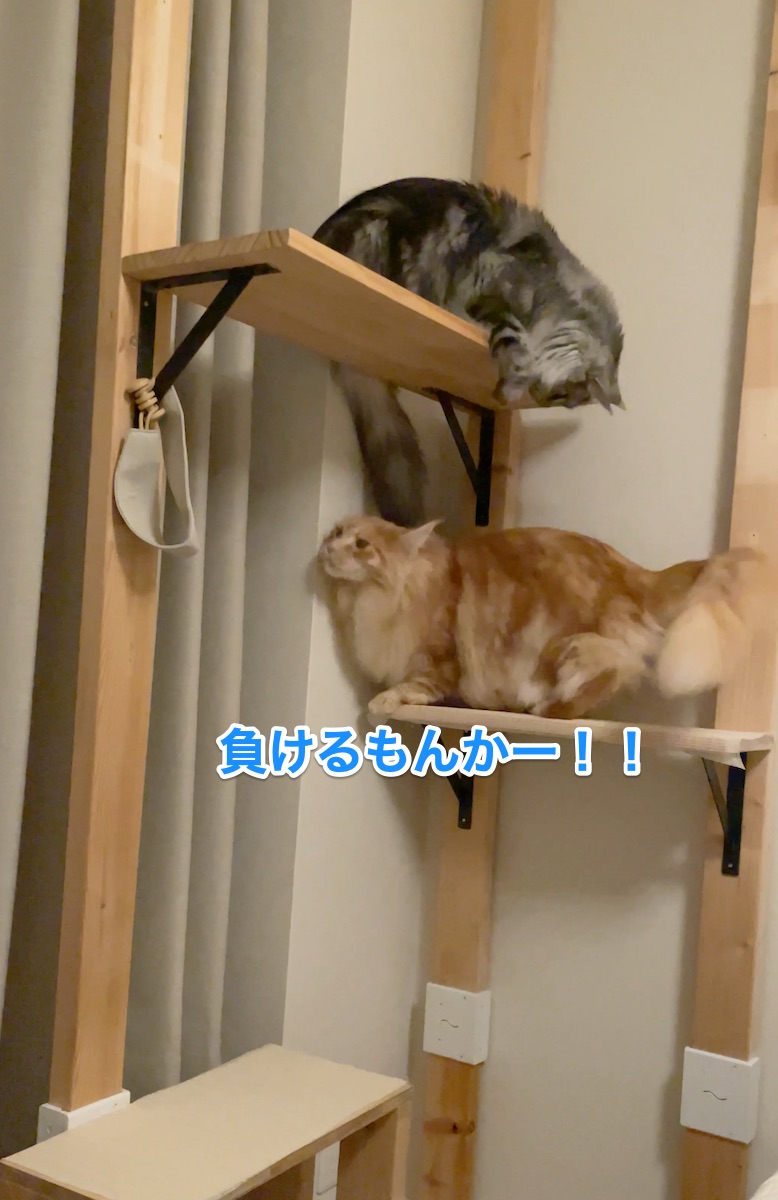 f:id:chikojirou:20210512224018j:plain