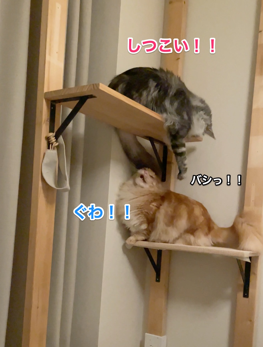 f:id:chikojirou:20210512224022j:plain