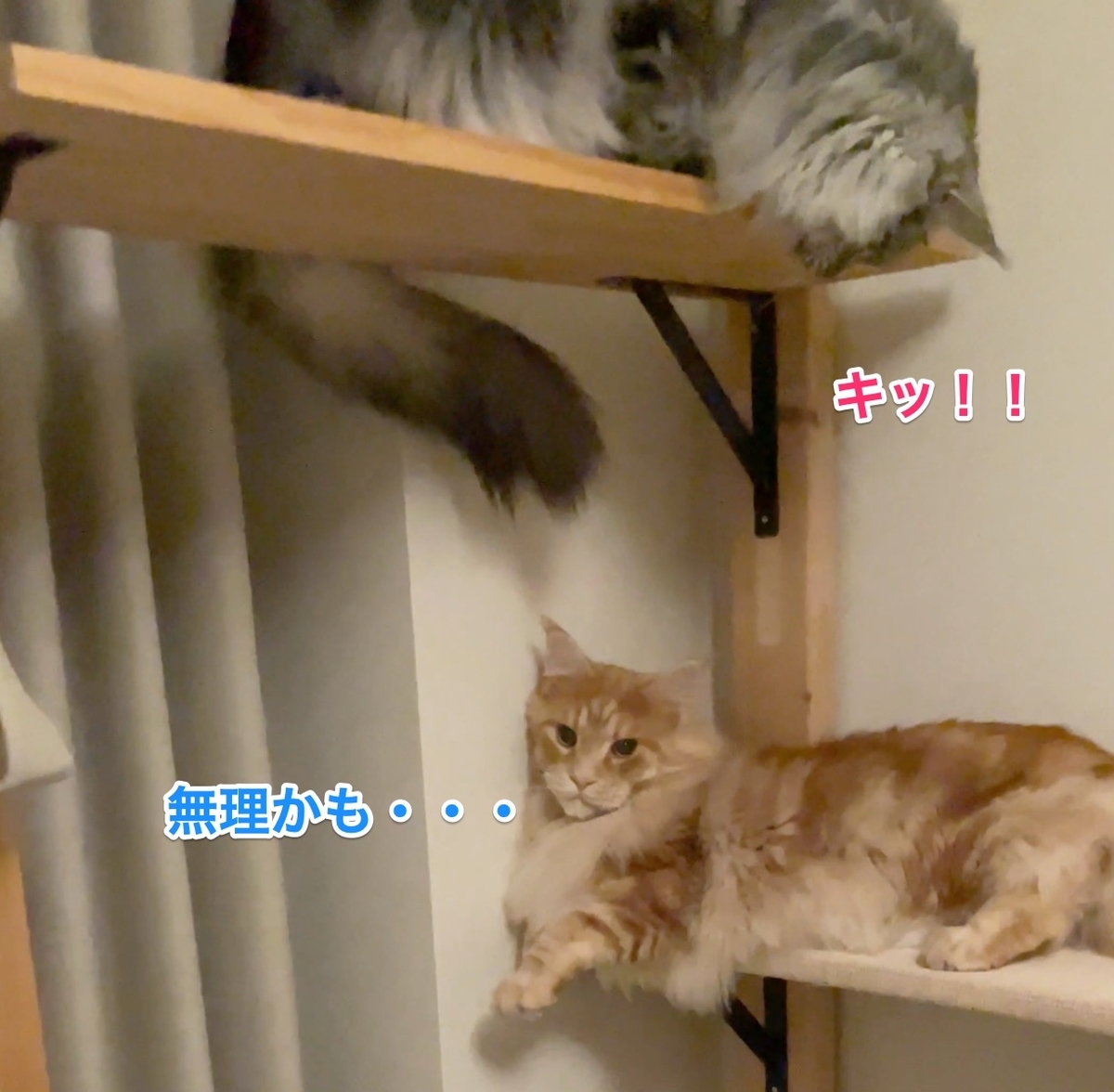 f:id:chikojirou:20210512224025j:plain