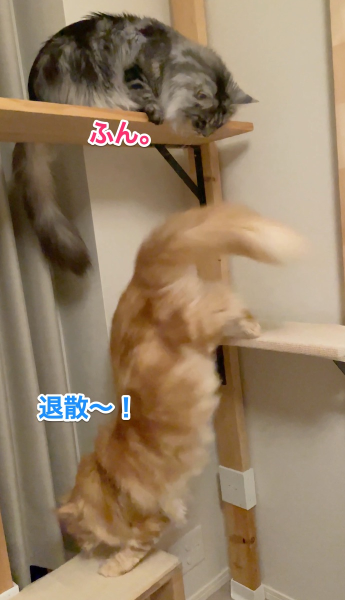 f:id:chikojirou:20210512224029j:plain
