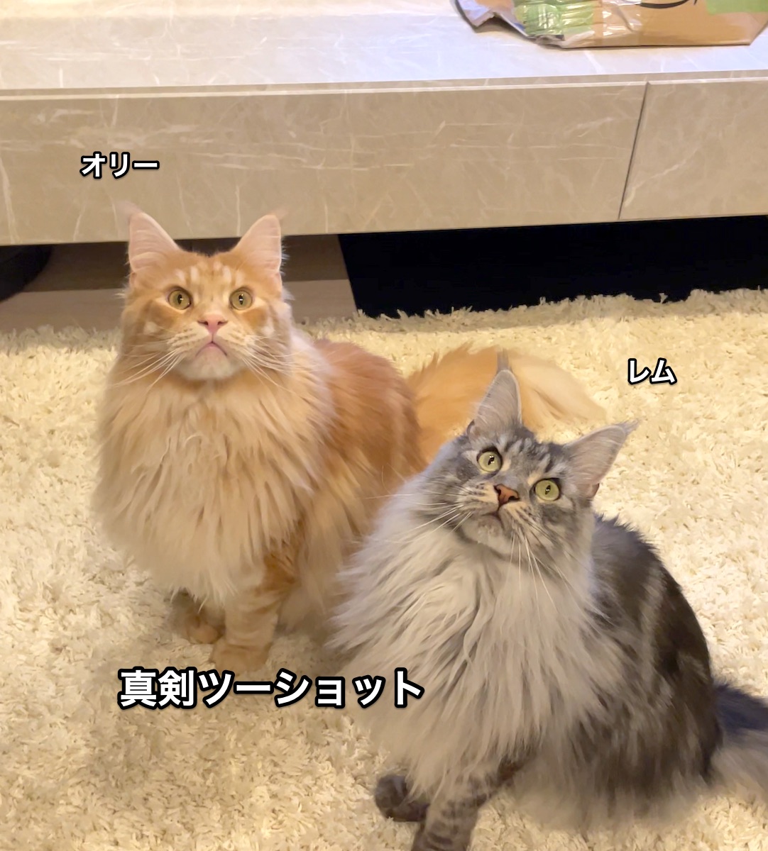f:id:chikojirou:20210516213126j:plain