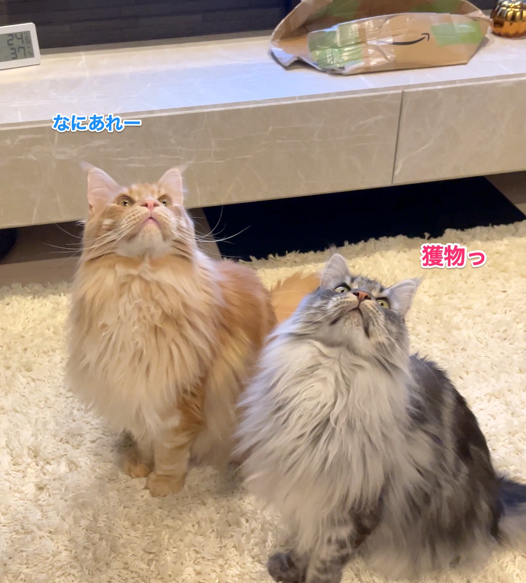 f:id:chikojirou:20210516213131j:plain