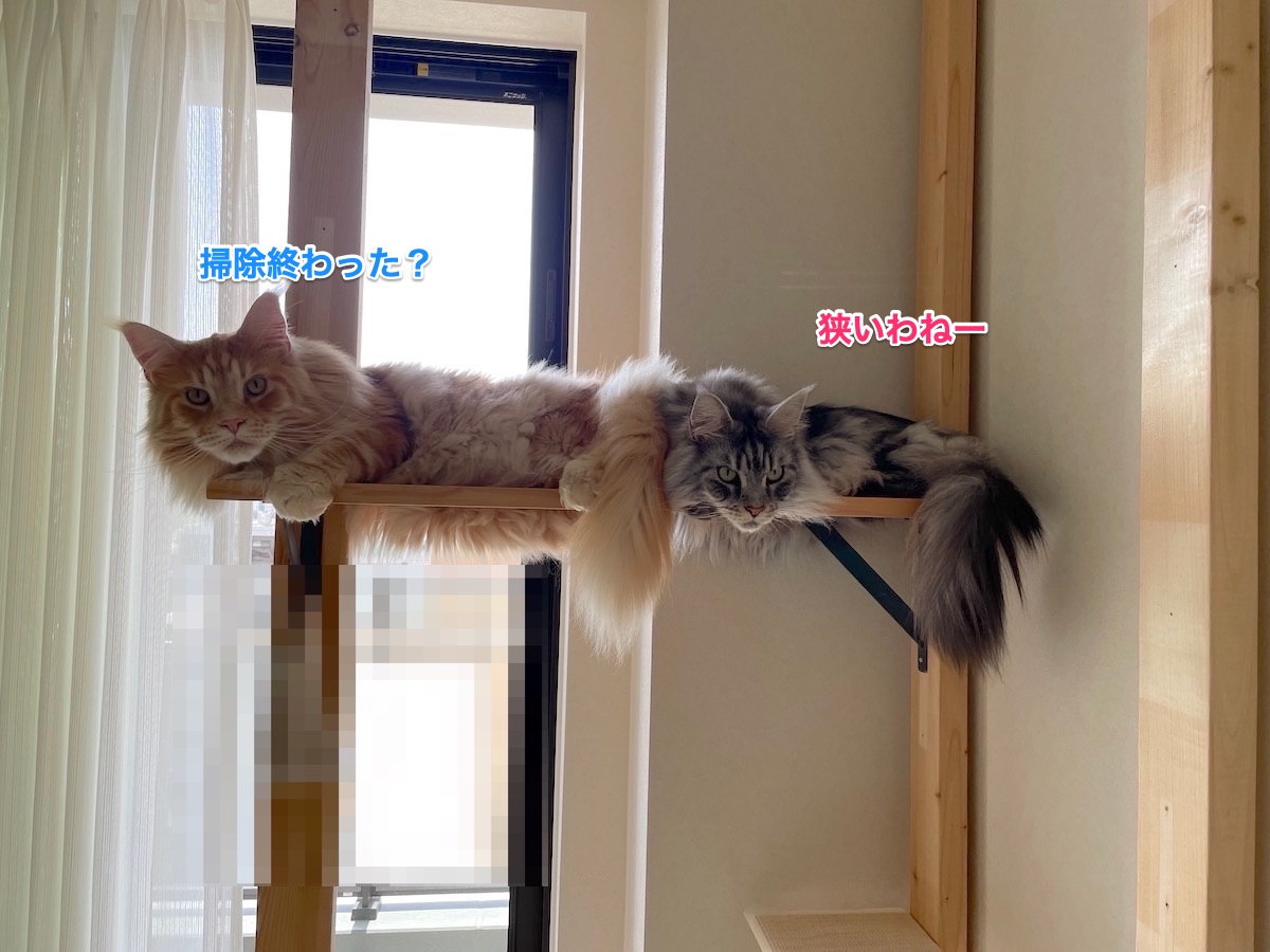 f:id:chikojirou:20210516213134j:plain