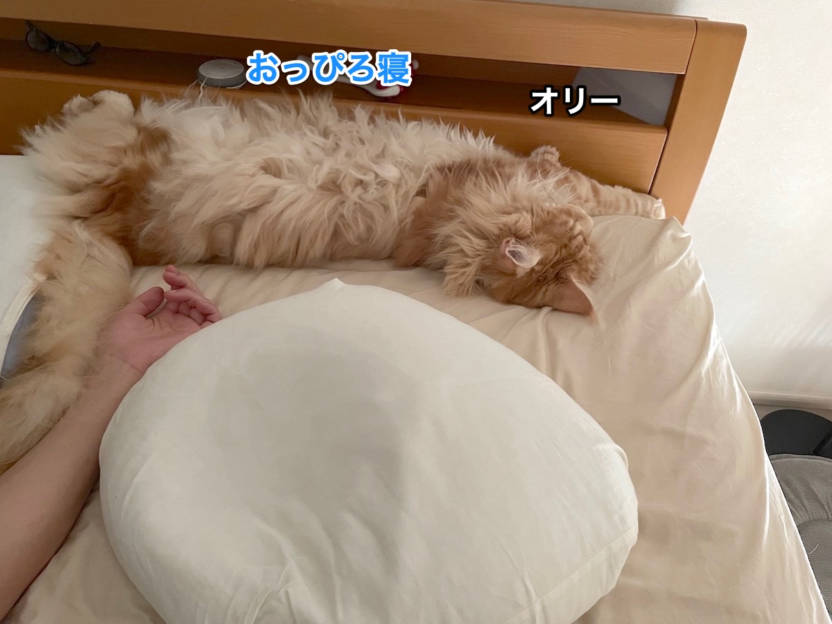 f:id:chikojirou:20210517223355j:plain