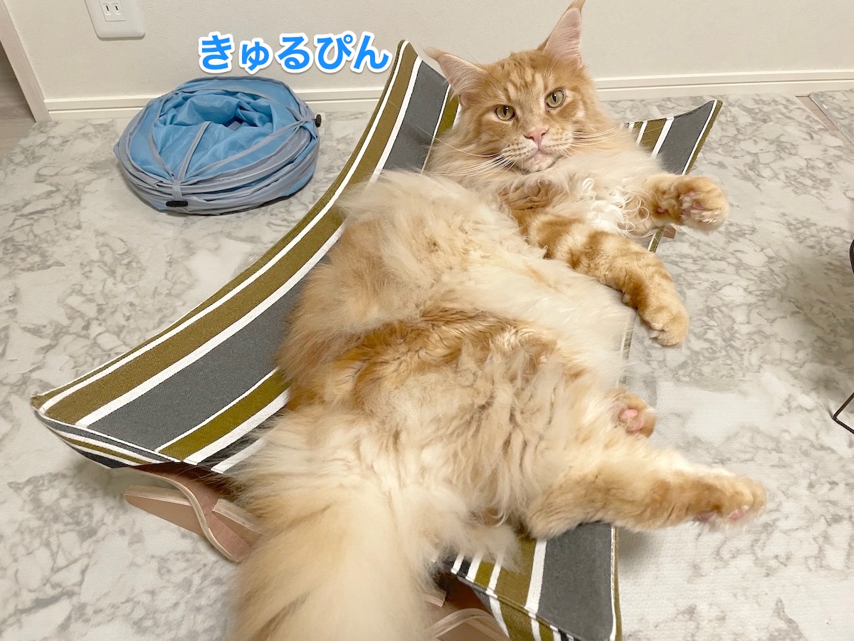 f:id:chikojirou:20210517223359j:plain