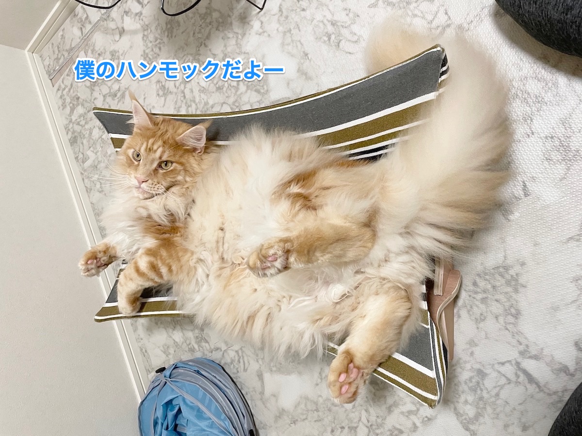 f:id:chikojirou:20210517223402j:plain