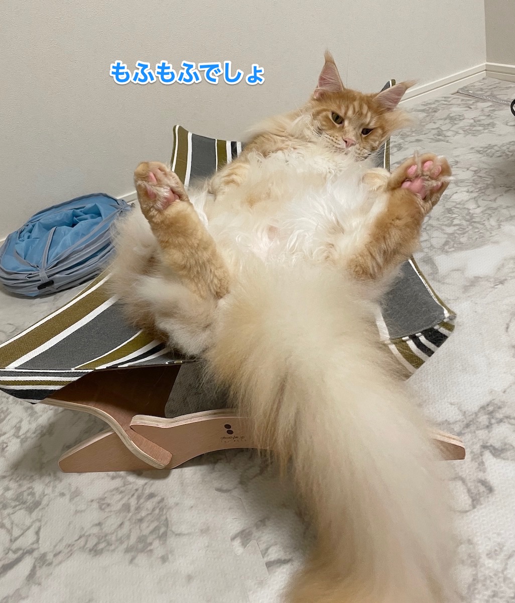 f:id:chikojirou:20210517223409j:plain