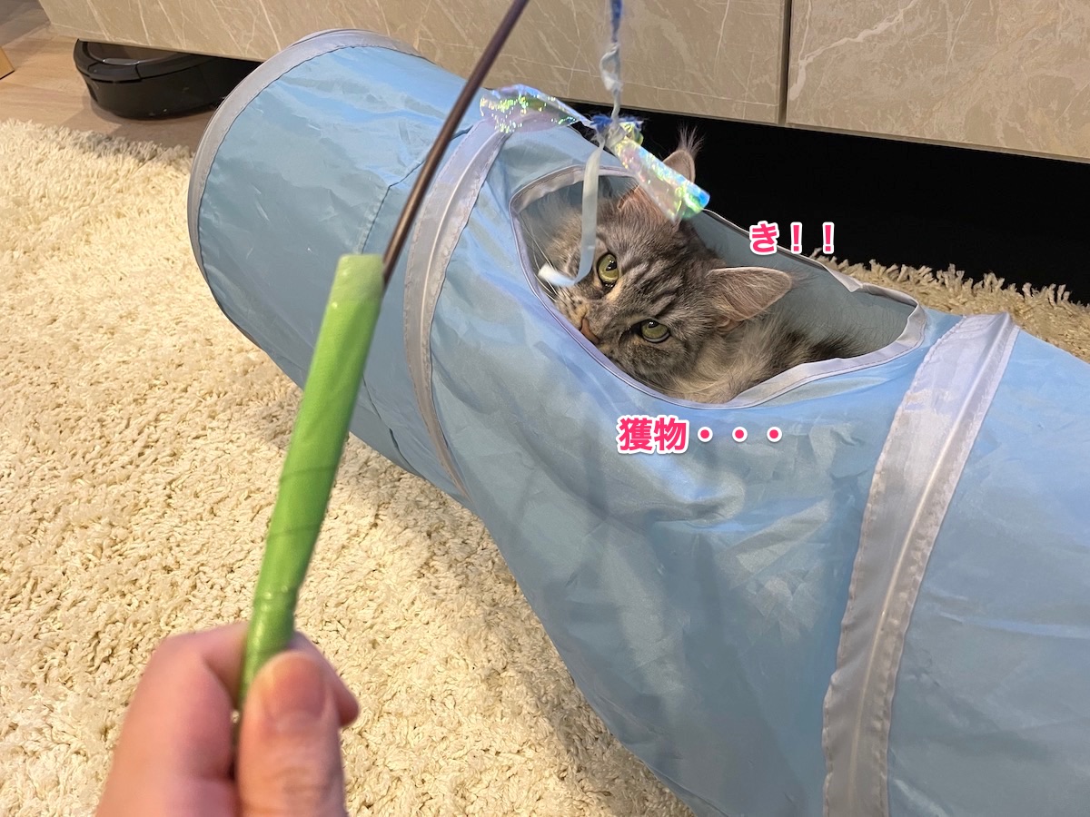 f:id:chikojirou:20210519201844j:plain